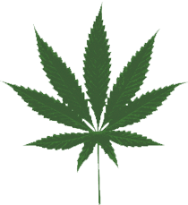 marijuana, cannabis, hemp leaf