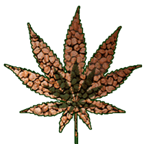 cannabis sativa - industrial hemp in Colorado, 